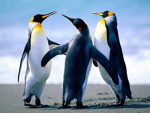 1345441253_0ebdf533_Penguins.jpg
